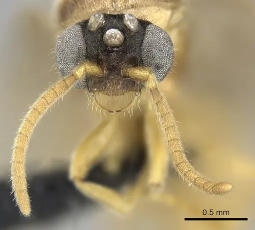 Adetomyrma clarivida specimen