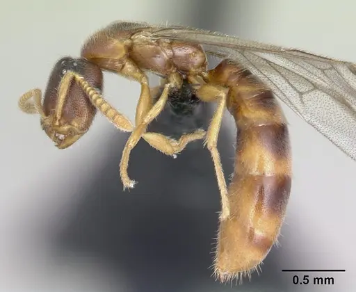 Adetomyrma goblin specimen