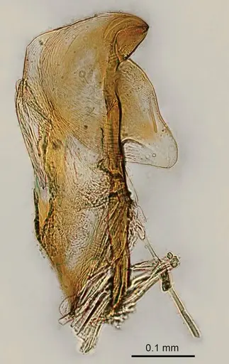 Adetomyrma venatrix specimen