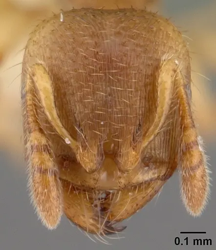 Adlerzia froggatti specimen