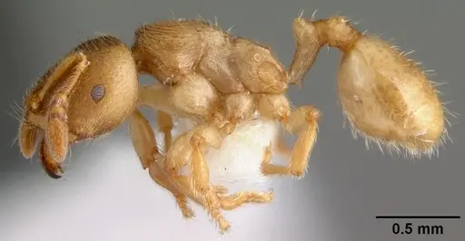 Adlerzia froggatti specimen