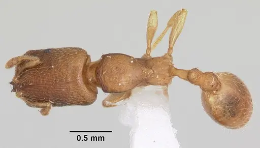 Adlerzia froggatti - CASENT0104323