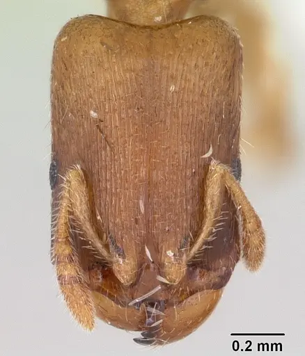 Adlerzia froggatti - CASENT0104323