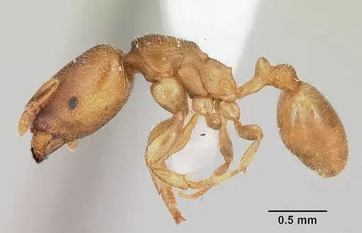 Adlerzia froggatti - CASENT0104323