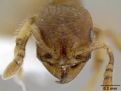 Adlerzia froggatti - CASENT0106218