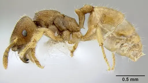 Adlerzia froggatti - CASENT0106218