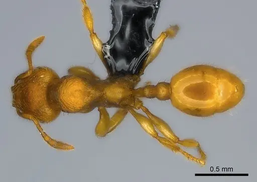 Adlerzia froggatti - CASENT0227591