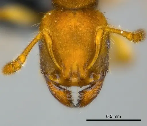 Adlerzia froggatti - CASENT0227591