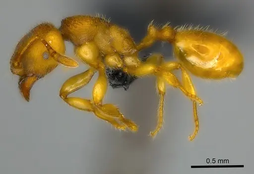 Adlerzia froggatti - CASENT0227591