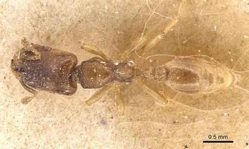 Adlerzia froggatti - CASENT0904455