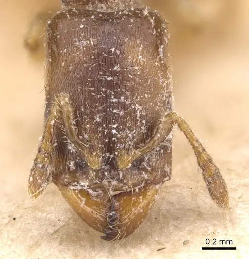 Adlerzia froggatti - CASENT0904455