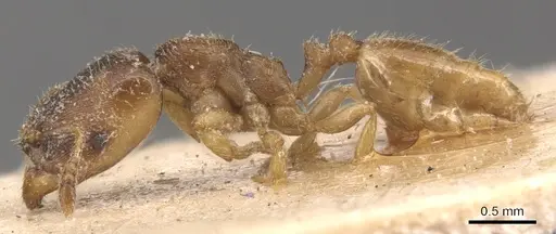 Adlerzia froggatti - CASENT0904455