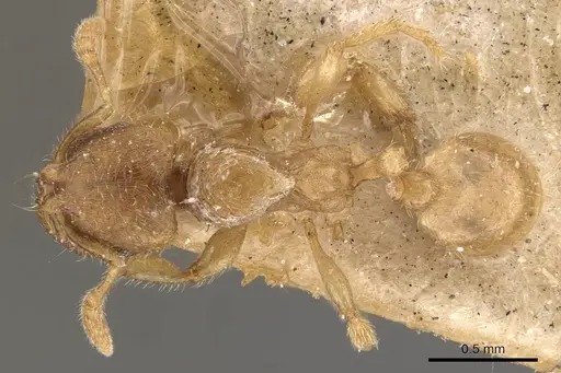 Adlerzia froggatti - CASENT0908761