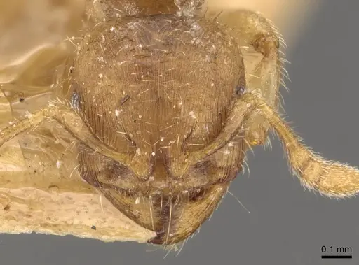 Adlerzia froggatti - CASENT0908761