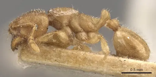 Adlerzia froggatti - CASENT0908761