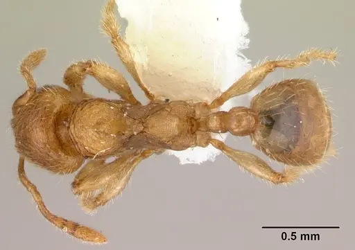 Adlerzia froggatti - QMT116060