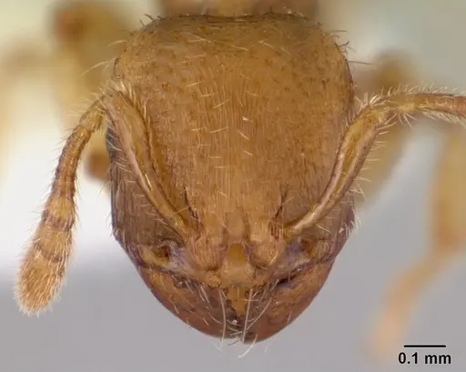 Adlerzia froggatti - QMT116060