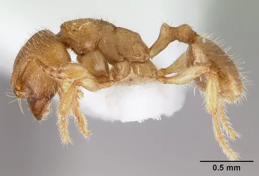 Adlerzia froggatti - QMT116060