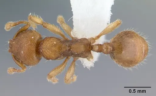 Adlerzia froggatti - QMT120169