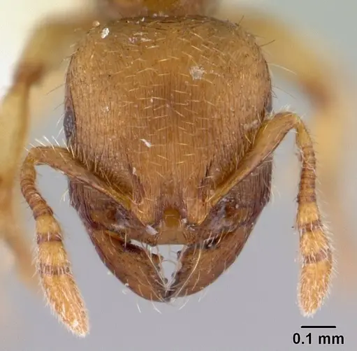 Adlerzia froggatti - QMT120169