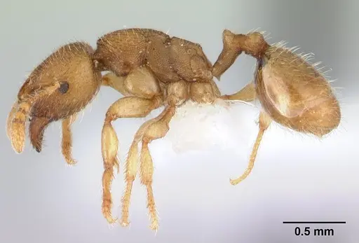 Adlerzia froggatti - QMT120169