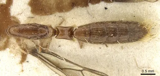 Aenictogiton attenuatus specimen