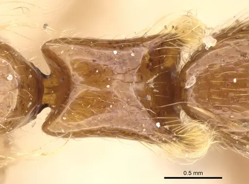 Aenictogiton attenuatus specimen