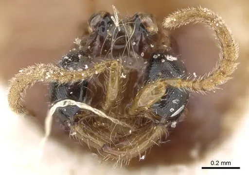 Aenictogiton attenuatus specimen