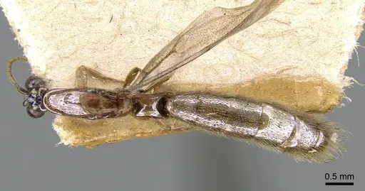 Aenictogiton bequaerti specimen