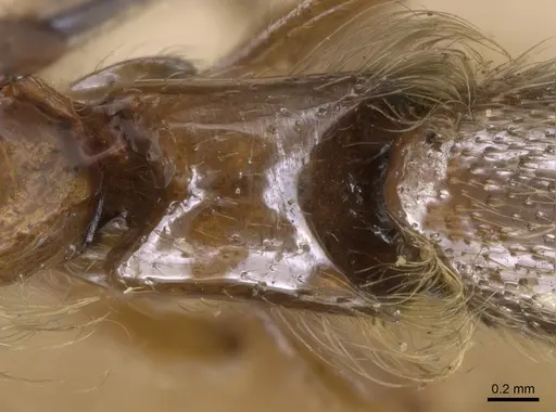 Aenictogiton bequaerti specimen