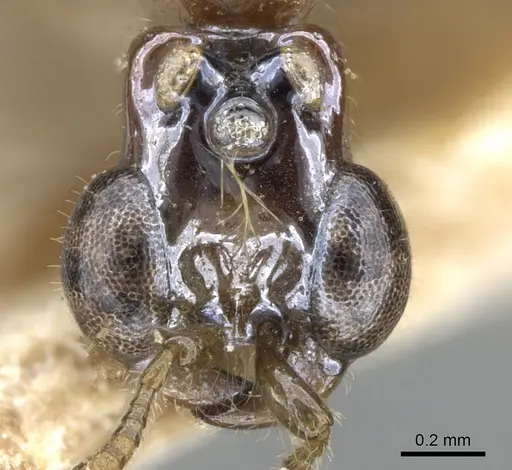 Aenictogiton bequaerti specimen