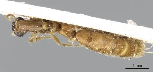 Aenictogiton elongatus specimen