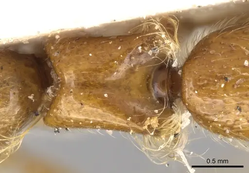 Aenictogiton elongatus specimen