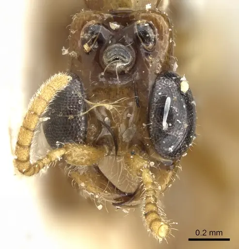 Aenictogiton elongatus specimen