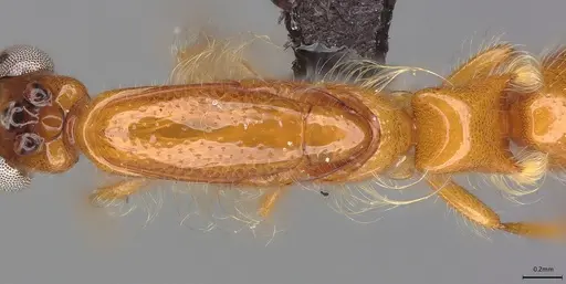 Aenictogiton emeryi specimen