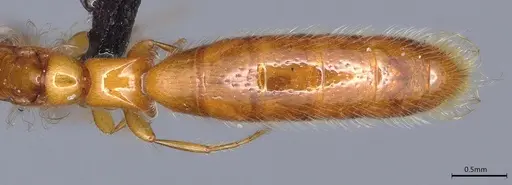 Aenictogiton emeryi specimen