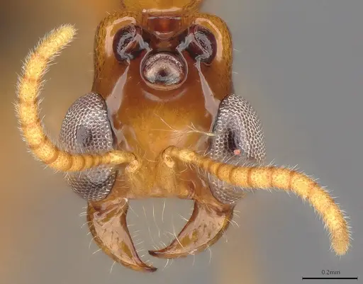 Aenictogiton emeryi specimen