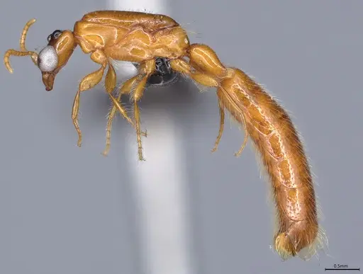 Aenictogiton emeryi - CASENT0066936