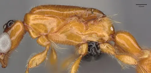 Aenictogiton emeryi - CASENT0066936