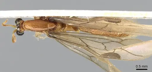 Aenictogiton emeryi - CASENT0281198