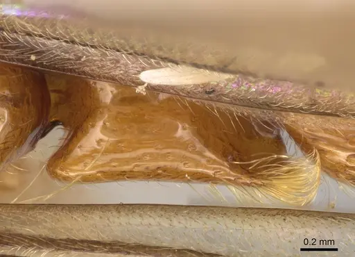 Aenictogiton emeryi - CASENT0281198