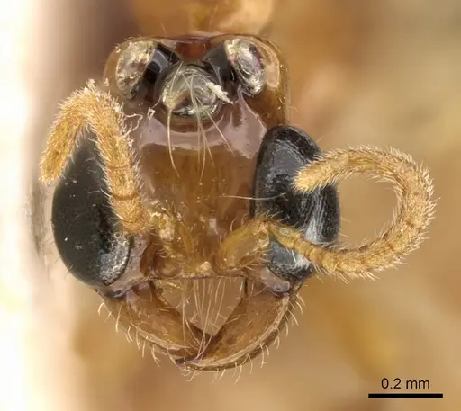 Aenictogiton emeryi - CASENT0281198