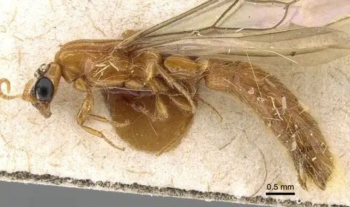 Aenictogiton emeryi - CASENT0281198