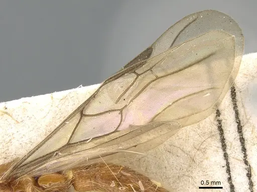 Aenictogiton emeryi - CASENT0281198