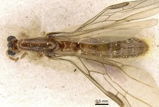 Aenictogiton emeryi - CASENT0281199