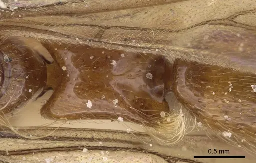 Aenictogiton emeryi - CASENT0281199