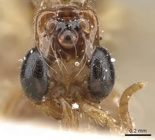 Aenictogiton emeryi - CASENT0281199