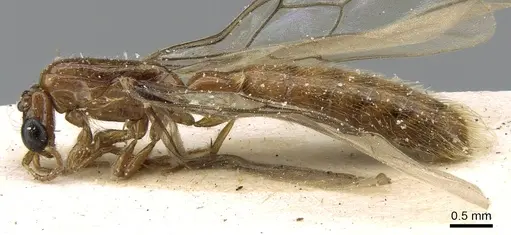 Aenictogiton emeryi - CASENT0281199