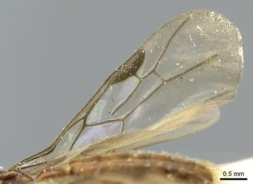 Aenictogiton emeryi - CASENT0281199