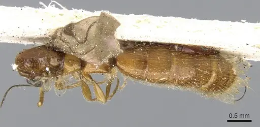 Aenictogiton emeryi - CASENT0281200